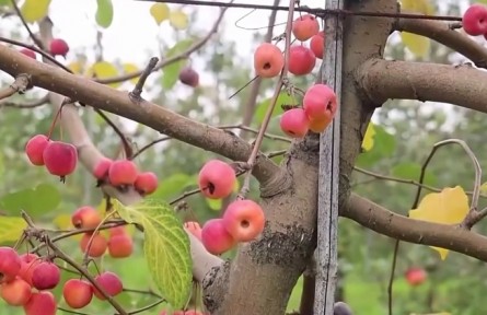 陜西延安：小蘋果成就富民大產(chǎn)業(yè)