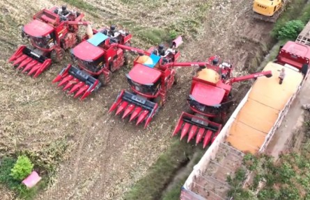 持續(xù)陰雨，河南秋糧怎么收？