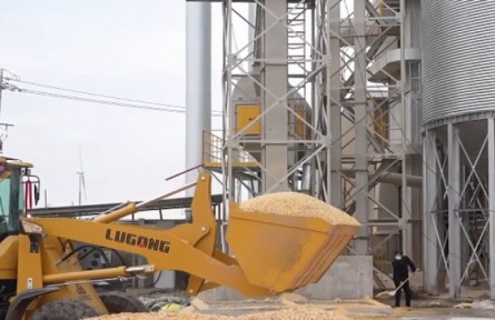 持續(xù)陰雨后，河南濕糧收完如何烘干晾曬？