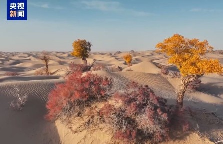 助力人工造林 我國(guó)首次實(shí)現(xiàn)胡楊苗雌雄鑒定