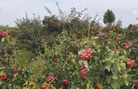 山楂紅、蘋果甜、紫菜鮮 看金秋中國豐收圖景