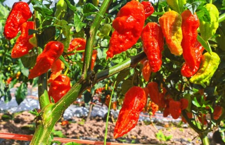 云南大理劍川:辣椒滿枝促增收 特色產(chǎn)業(yè)助振興