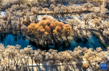內(nèi)蒙古額濟(jì)納:晚秋胡楊美