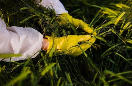 斬斷田間竊密黑手！間諜在我國搜集農作物基因數(shù)據