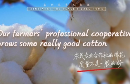 我的家鄉(xiāng)在新疆｜農民專業(yè)合作社的棉花，質量不是一般的好
