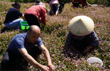 貴州龍里:一棵中草藥演奏鄉(xiāng)村振興“曲”