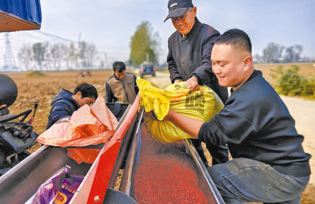 河南駐馬店：晴好天氣搶農時 秋糧播種加速度