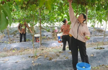 福建武平:一顆果到一條鏈 小特產(chǎn)變大產(chǎn)業(yè)