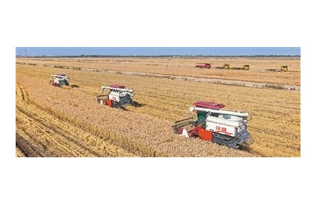 綜合利用，鹽堿地變豐產(chǎn)田