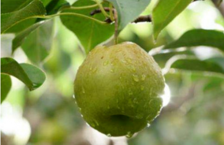 家鄉(xiāng)特優(yōu)農(nóng)產(chǎn)品大學(xué)生推薦官 | 品牌手記?：隰縣玉露香梨的梨果視覺審視與建議