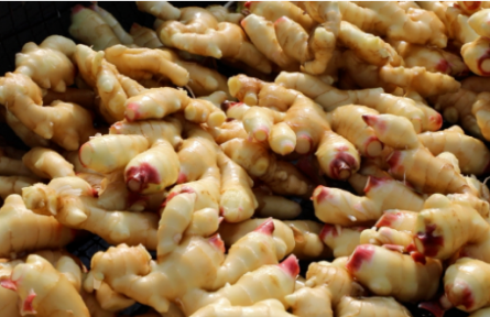 家鄉(xiāng)特優(yōu)農(nóng)產(chǎn)品大學(xué)生推薦官 | 品牌手記?：昌邑生姜:黃土孕育出的鄉(xiāng)村產(chǎn)業(yè)振興“金疙瘩”