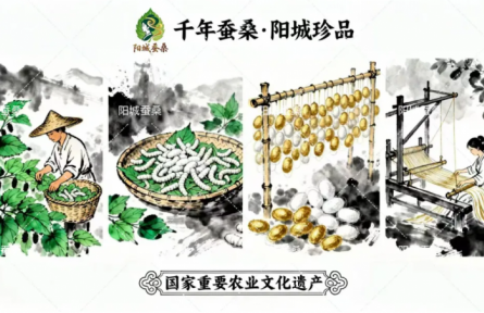 家鄉(xiāng)特優(yōu)農(nóng)產(chǎn)品大學(xué)生推薦官 | 品牌設(shè)計(jì)類 第⑤期：陽(yáng)城：絲語(yǔ)千年的文化品牌換新