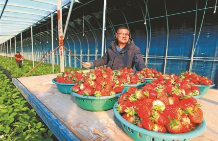 江蘇徐州：草莓紅了，日子火了，“甜蜜產(chǎn)業(yè)”賦能鄉(xiāng)村振興