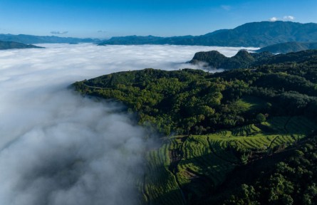 一杯臨滄茶，品出獨(dú)特回甘