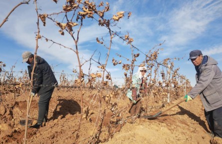 萬畝葡萄“掛枝越冬”！中國釀酒葡萄黃金產(chǎn)區(qū)創(chuàng)新種植方式