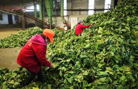 丹江桑風拂中原——河南桑蠶產業(yè)既強生態(tài)又生金