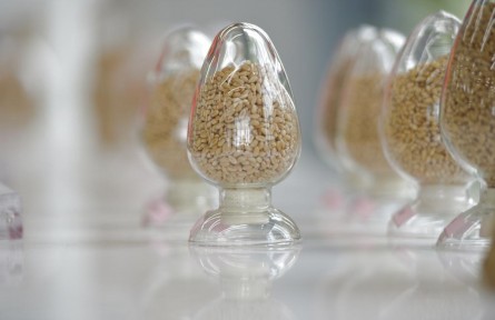 端穩(wěn)中國飯碗！農(nóng)作物自育品種超95%