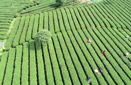 江西吉安遂川獲評“狗牯腦茶”國家地理標(biāo)志產(chǎn)品保護示范區(qū)