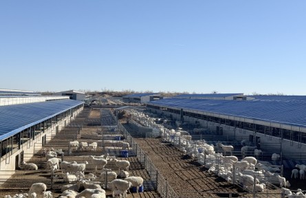 甘肅古浪：做大做強(qiáng)羊產(chǎn)業(yè) 促縣域經(jīng)濟(jì)高質(zhì)量發(fā)展