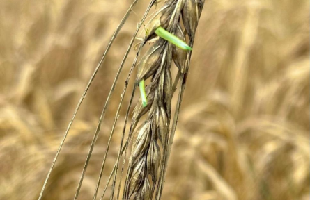 科學(xué)家破解大麥種子休眠關(guān)鍵機制 助力應(yīng)對氣候與糧食挑戰(zhàn)