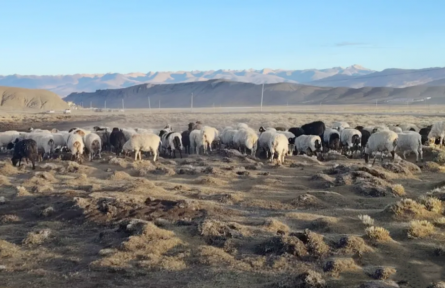 西藏：首個(gè)國家級(jí)地理標(biāo)志保護(hù)示范區(qū)驗(yàn)收確認(rèn)