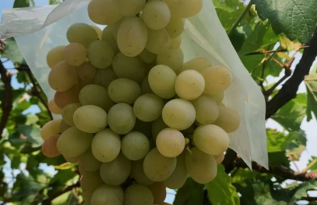 家鄉(xiāng)特優(yōu)農(nóng)產(chǎn)品大學(xué)生推薦官 | 品牌手記?：清徐葡萄：北緯37°的陽光甜釀