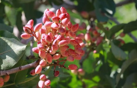 新疆首次發(fā)布主要林木目錄，開心果等入選