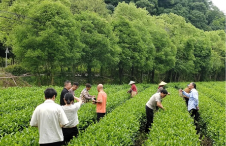 點(diǎn)綠成金 江西上饒農(nóng)產(chǎn)品激活產(chǎn)業(yè)振興新引擎