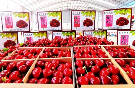 冬日“莓”好搶先嘗！甘肅張家川特色產(chǎn)業(yè)集群成鏈