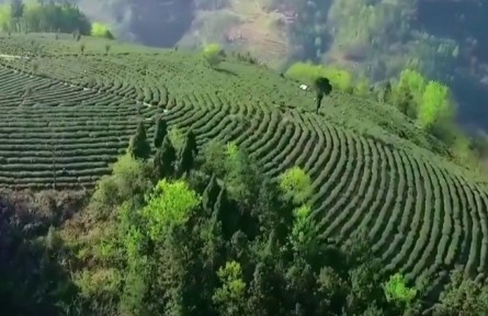 陜西：構(gòu)建現(xiàn)代農(nóng)業(yè)體系 打好產(chǎn)業(yè)鏈建設(shè)硬仗