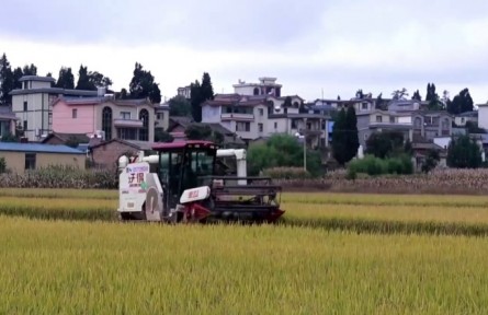 筑牢根基 守好糧倉 云南糧食和物資儲(chǔ)備保障能力顯著增強(qiáng)