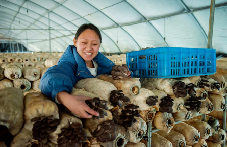 安徽含山運(yùn)漕鎮(zhèn):小平菇 大產(chǎn)業(yè)