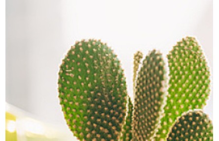 你的鞋和包，可能是用菠蘿葉、蘋果渣、仙人掌皮做的