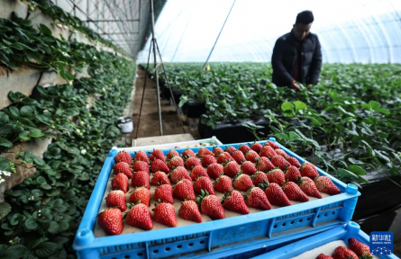 遼寧東港：草莓產(chǎn)銷(xiāo)熱