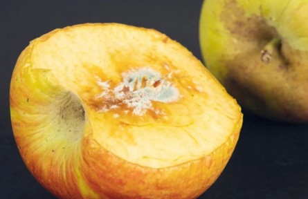 辟謠|長了霉斑的蘋果，削掉一塊再吃就安全了？