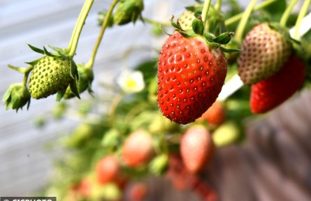 冬日草莓 甜香四溢