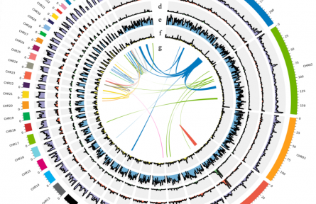 黑龍江農(nóng)墾科學院成功構(gòu)建籽鵝全基因組圖譜