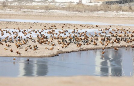 花臉鴨首現(xiàn)蘭州秦王川 兩千余候鳥集結(jié)濕地越冬