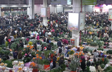 從田間到指尖：云南斗南鮮花“鏈”動(dòng)新春