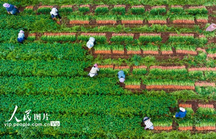 廣西賓陽：胡蘿卜喜豐收