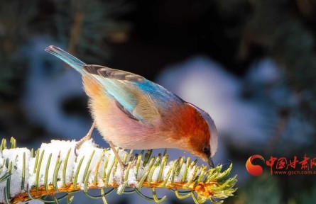 甘肅：雪落祁連遇“精靈” 鳳頭雀鶯舞春光