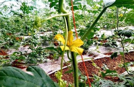 陜西西安藍田縣：大棚春意濃 復(fù)工育瓜忙