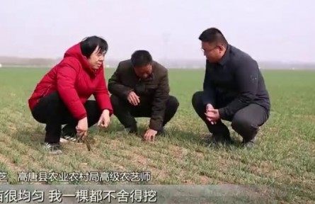 山東：科技?jí)衙?把小麥延播的損失奪回來(lái)